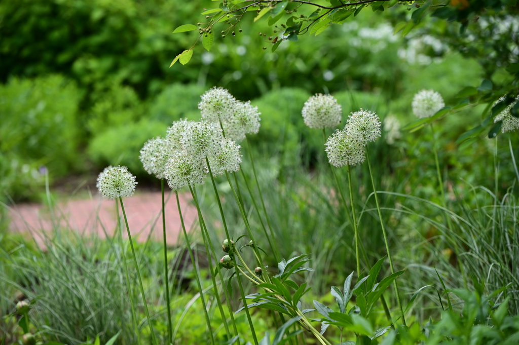 Allium ‘Mt. Everest’
