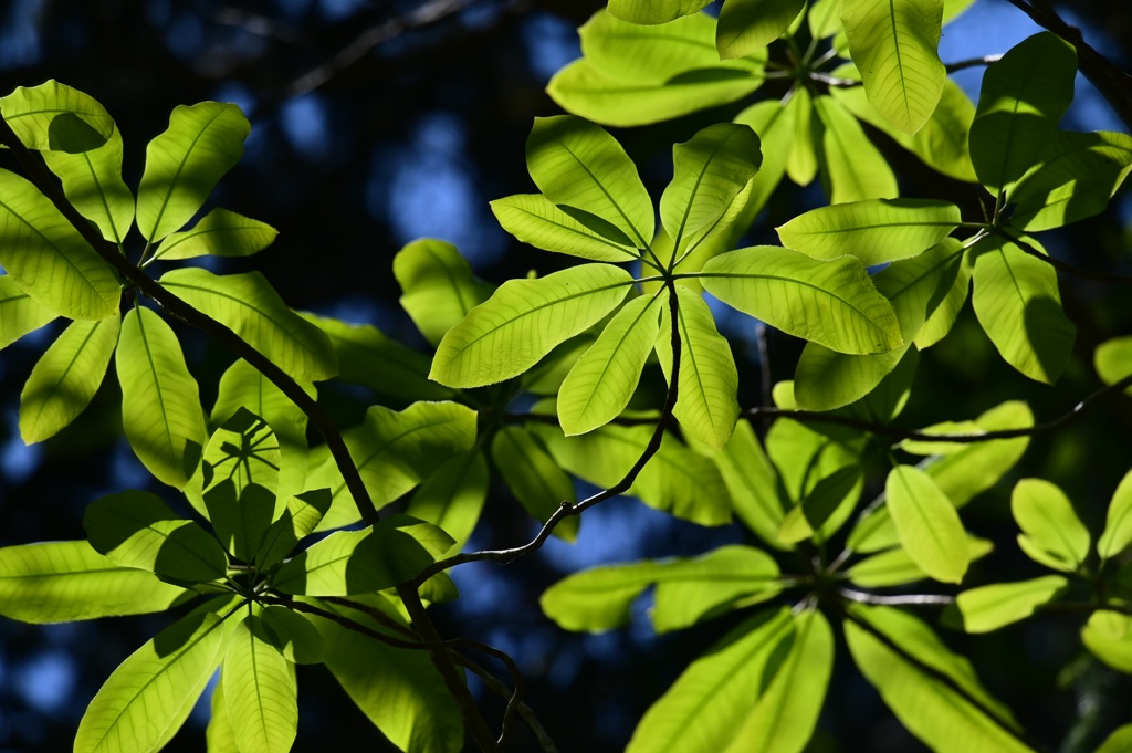 Magnolia obovata