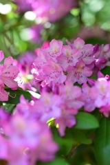 Rhododendron