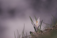 Crocus vernus ‘Jeanne d'Arc’