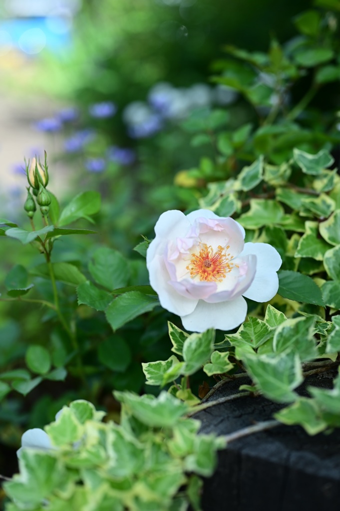 Rosa Jacqueline du Pré