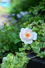 Rosa Jacqueline du Pré