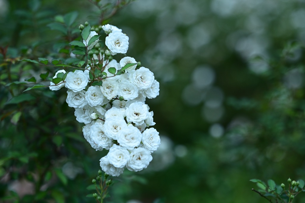 秋薔薇