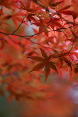 濃紅葉