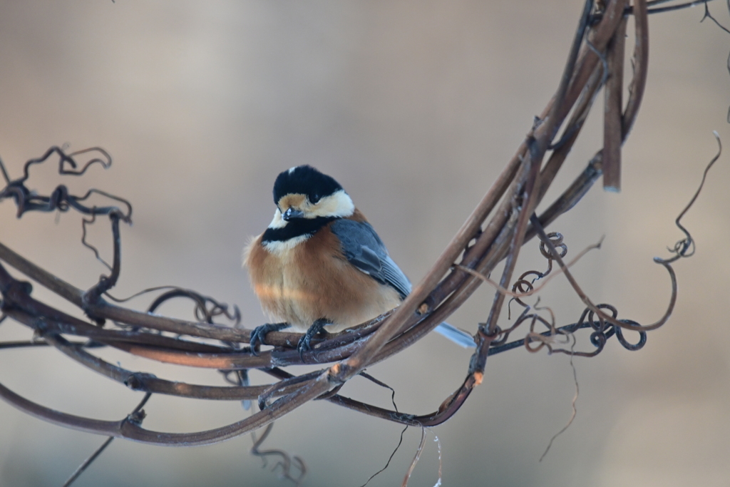 おウチでバードウォッチング  ♯7