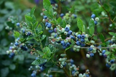 Half  High  Bush  Blueberry