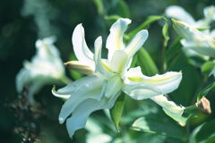 マイガーデン29