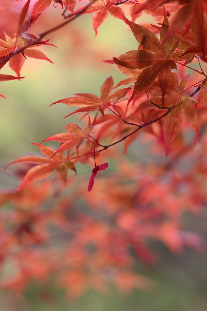 赤いハンガー？