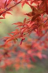 赤いハンガー？