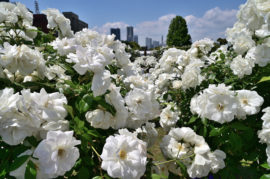 バラのシーズンを振り返る 山下公園5