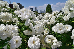バラのシーズンを振り返る 山下公園5