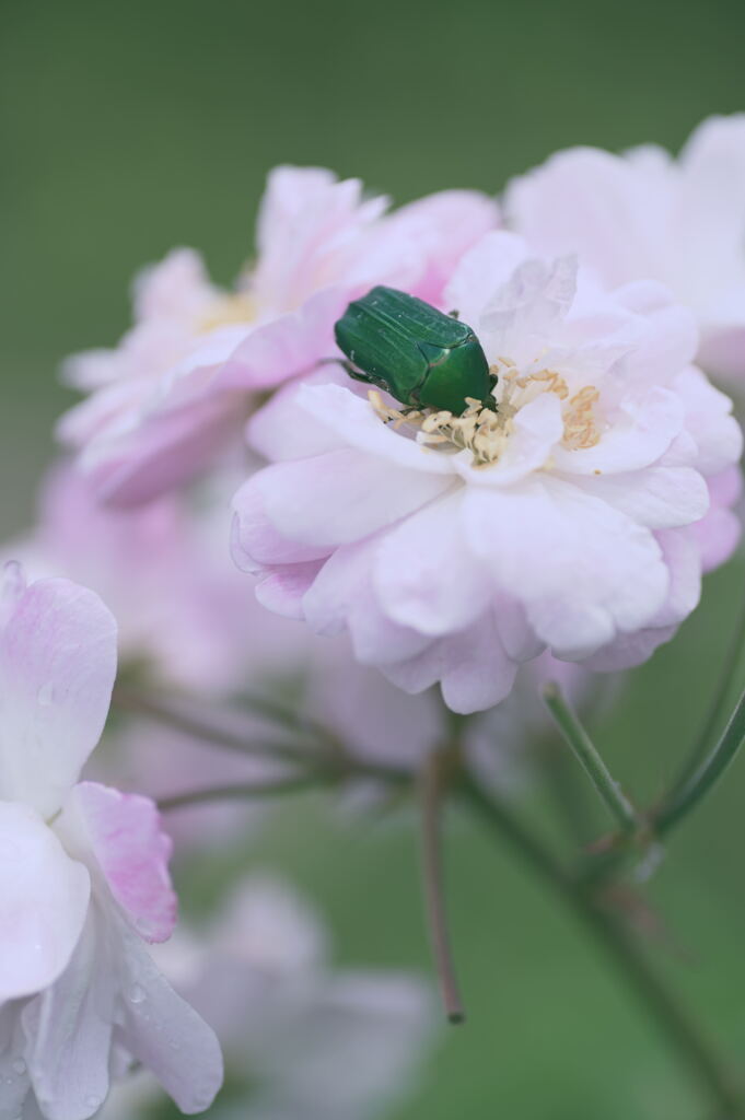 薔薇とハナムグリ