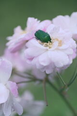 薔薇とハナムグリ