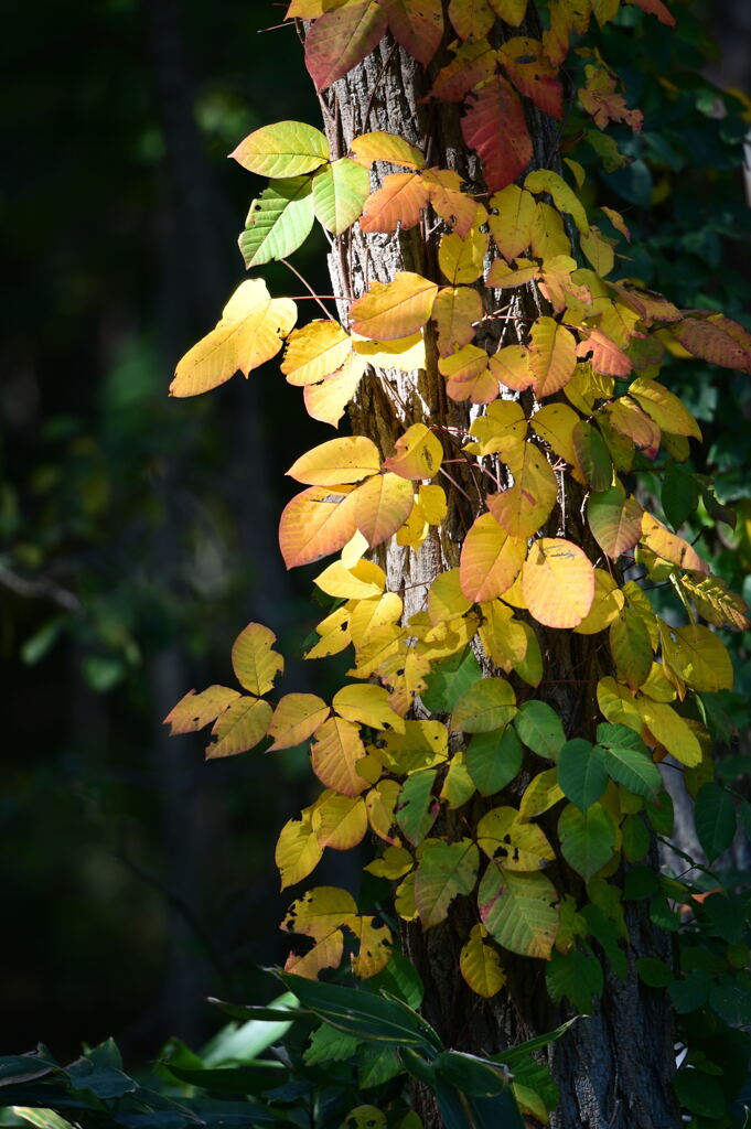 里山便り 葉漏れ日