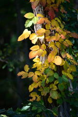 里山便り 葉漏れ日