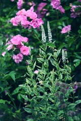 Veronica longifolia 'Charlotte'