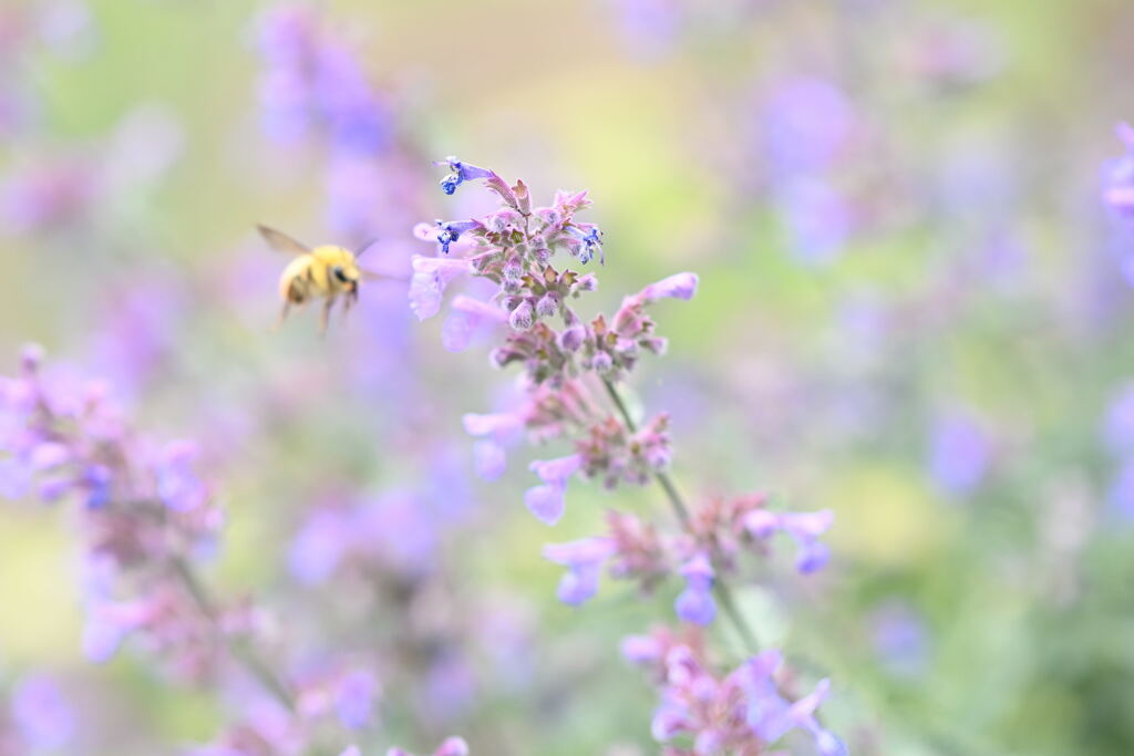 マイガーデン21