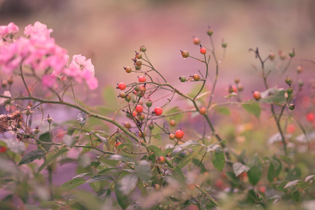 ローズヒップの彩
