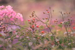 ローズヒップの彩