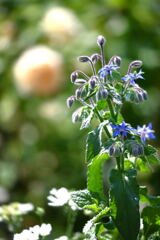 マイガーデン10