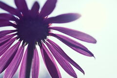 マイガーデン16