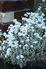 Cerastium
