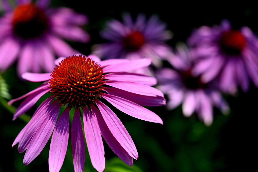 マイガーデン17