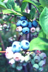 Blueberry3