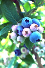 Blueberry