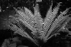Black and White Ferns