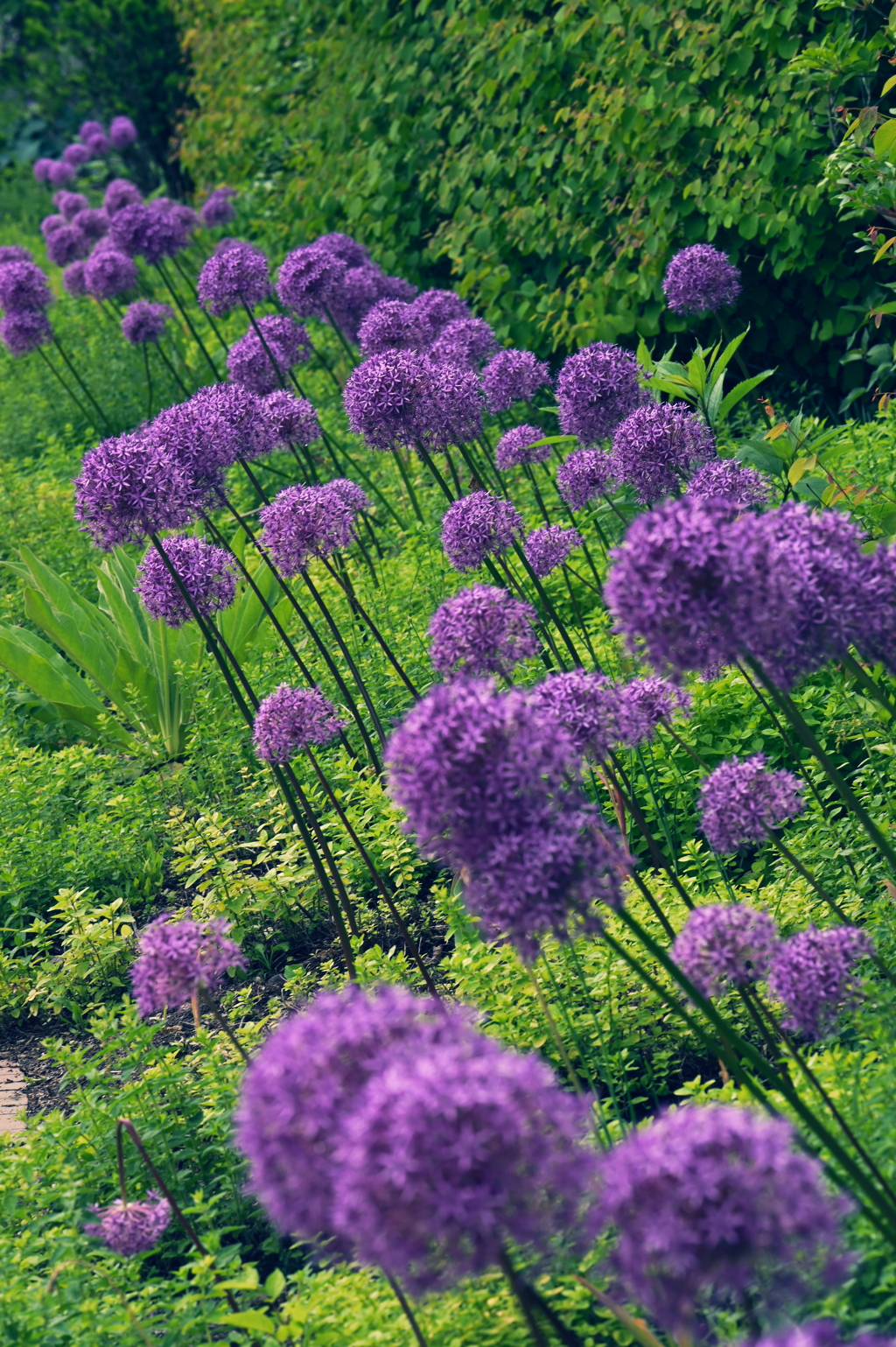 Allium ‘Globemaster’
