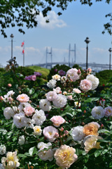 バラのシーズンを振り返る 港の見えるが丘公園1