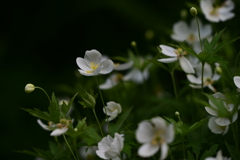 Anemone dichotoma
