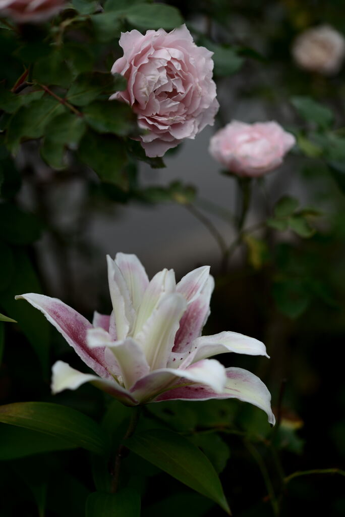 マイガーデン31