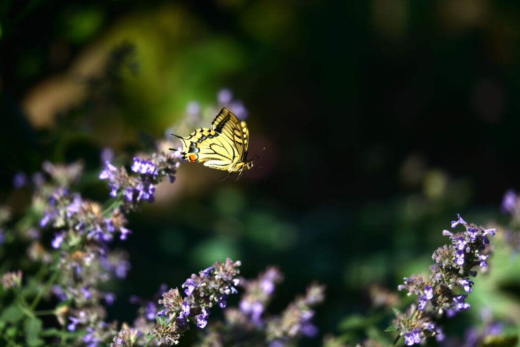 Papilio machaon