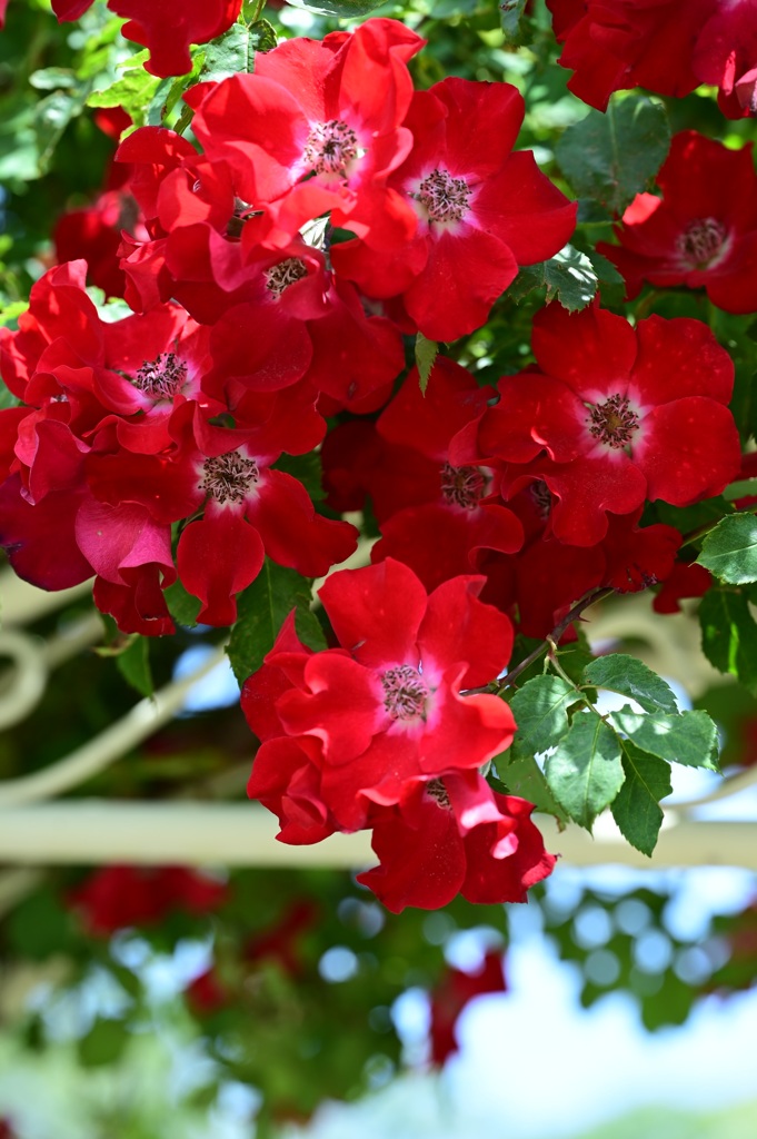 花盛り  ♯4