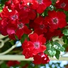 花盛り  ♯4