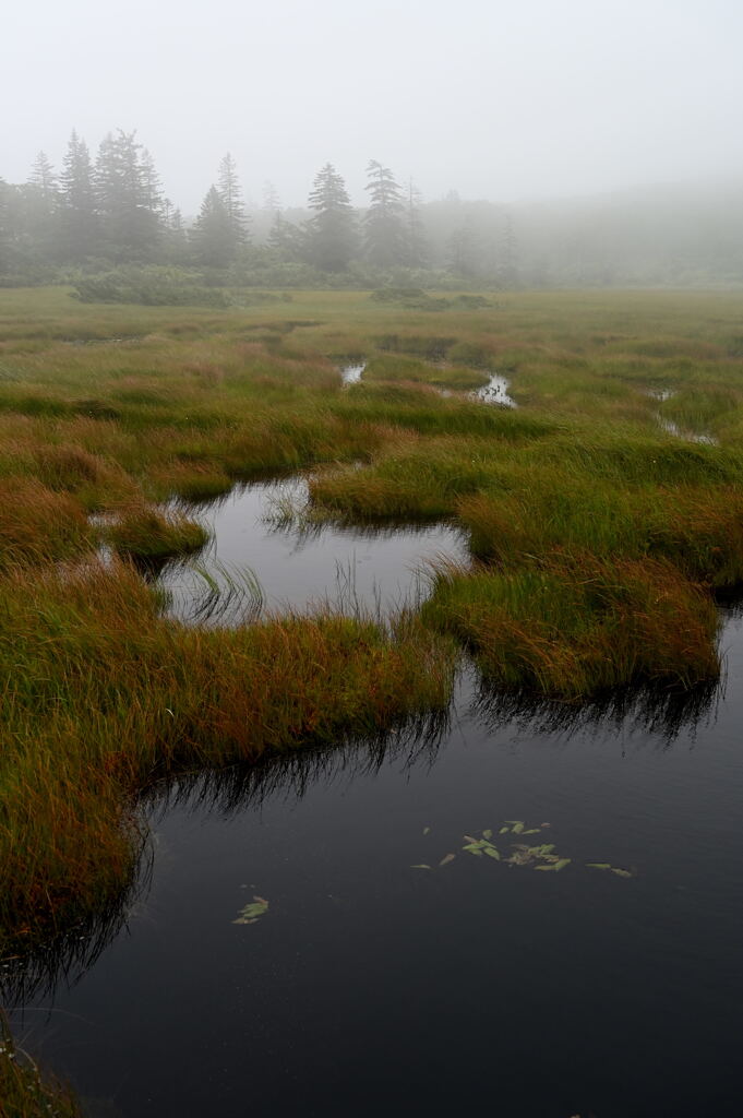 神仙沼湿原③