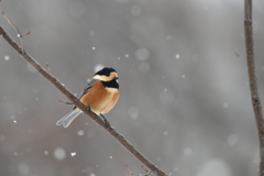 雪と野鳥３
