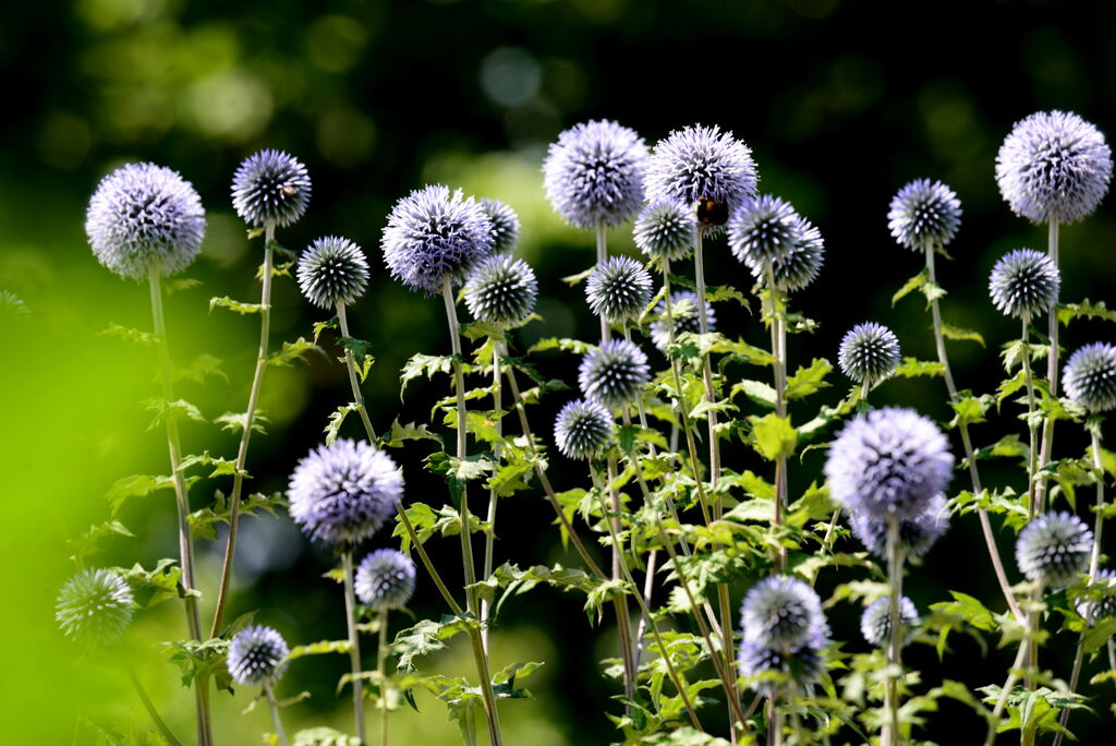 Echinops