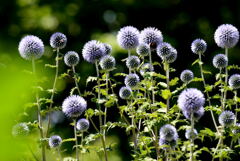 Echinops