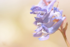 スプリング・エフェメラル