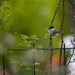 庭の可愛い訪問者