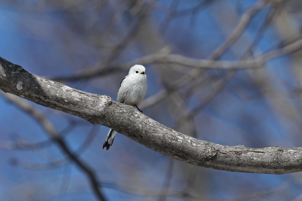 癒し系野鳥 シマエナガ