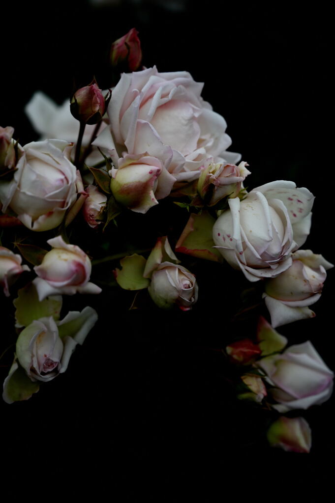 ギヨーのバラ２