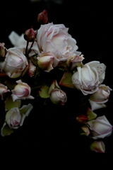 ギヨーのバラ２