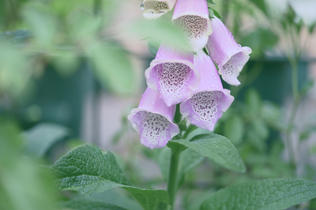 Digitalis