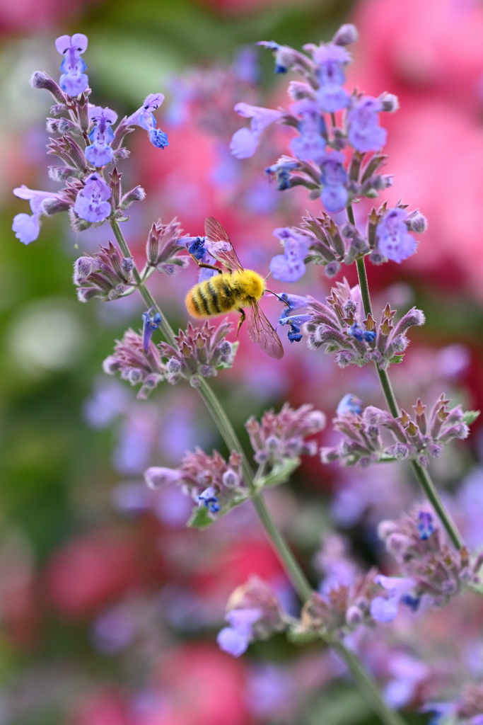 マイガーデン６