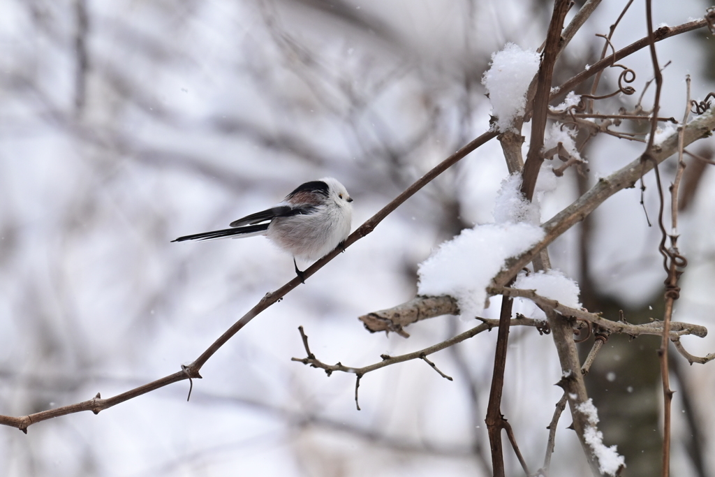 まんまる小鳥  シマエナガ