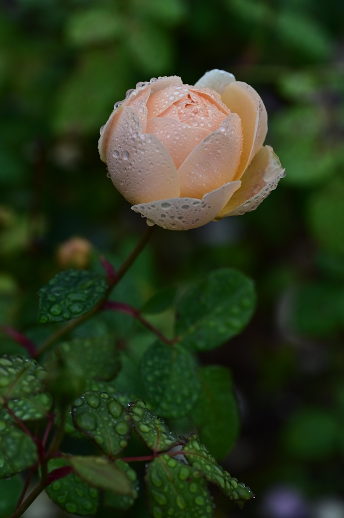 雨に打たれれる秋の薔薇　#1